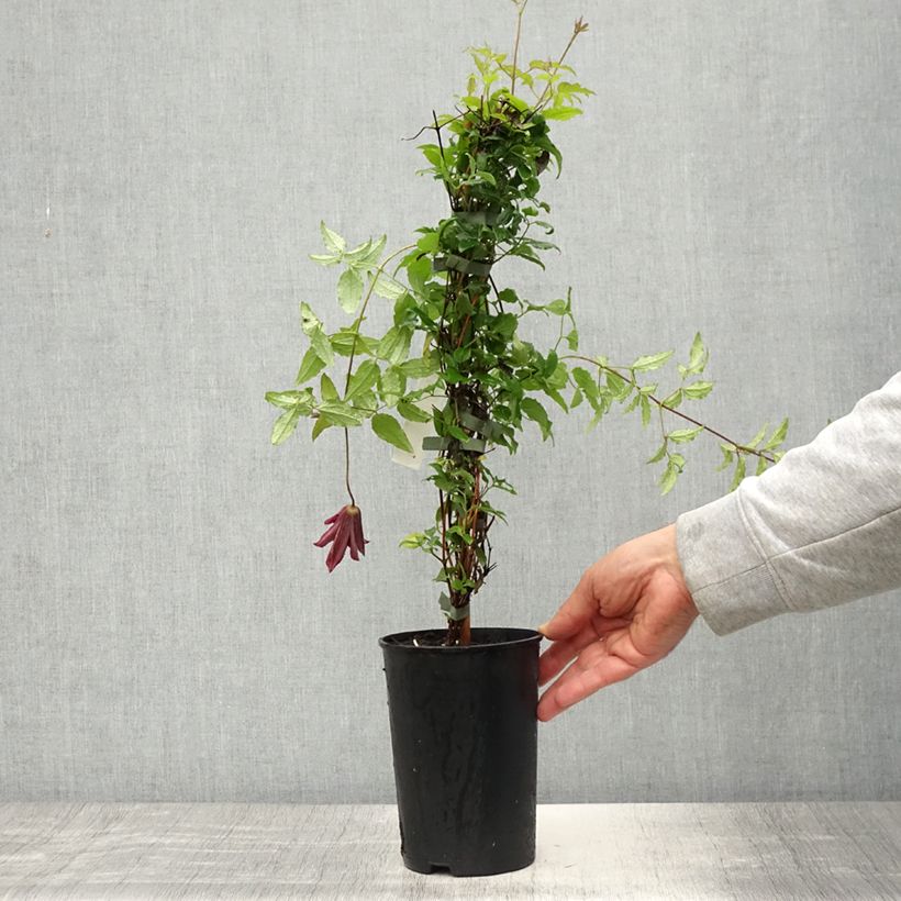 Clematis viticella Glorious Day  1.5L/2L pot sample as delivered in spring