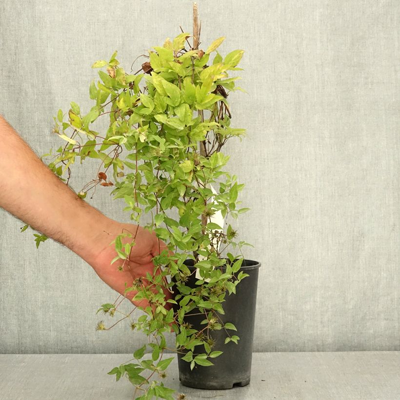 Clematis x viticella Glorious Surprise  2L/3L pot sample as delivered in summer