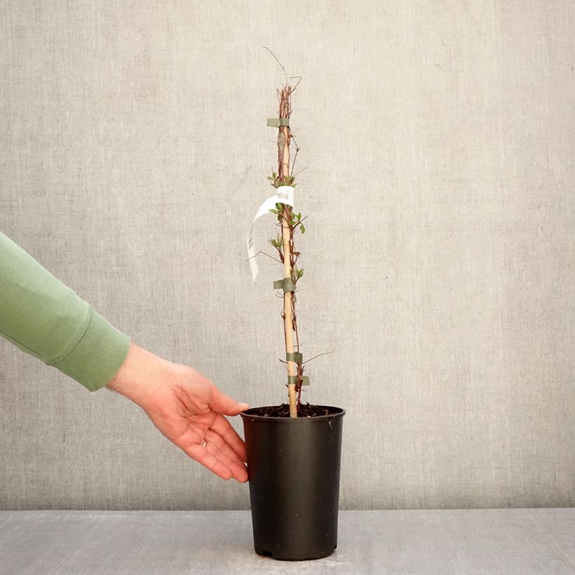 Clematis x viticella Glorious Surprise  2L/3L pot sample as delivered in winter