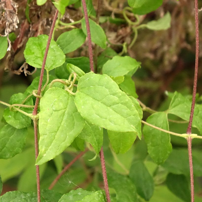 Clematis Madame Julia Correvon (Foliage)