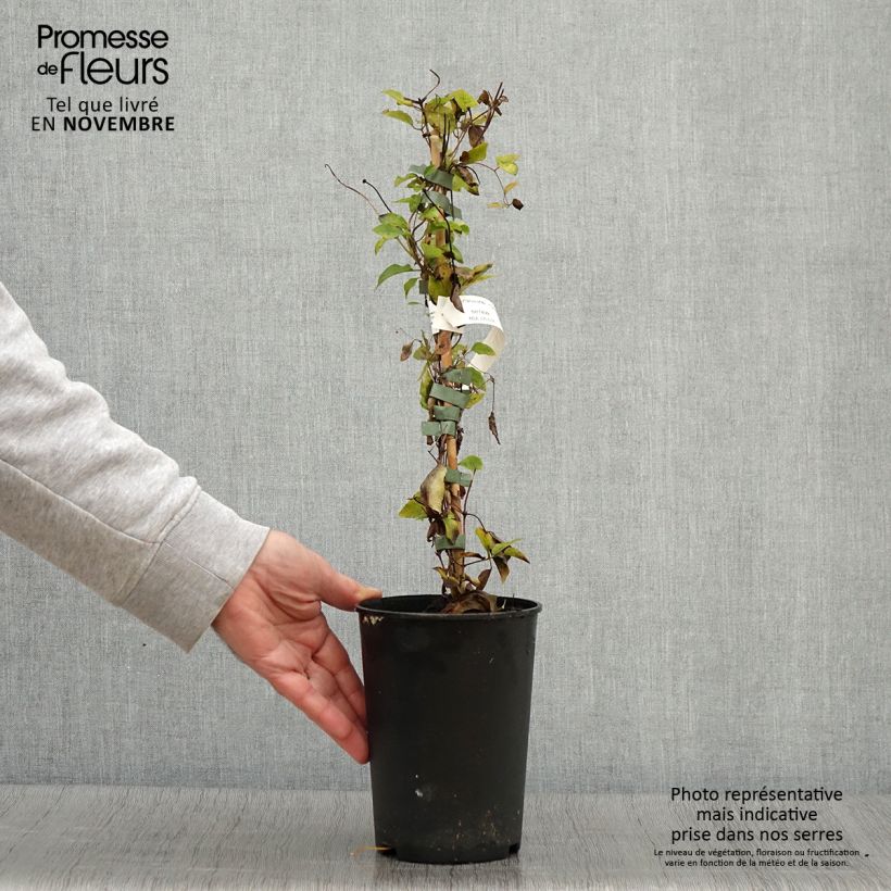 Clematis viticella Queen Mother 2L/3L pot sample as delivered in autumn