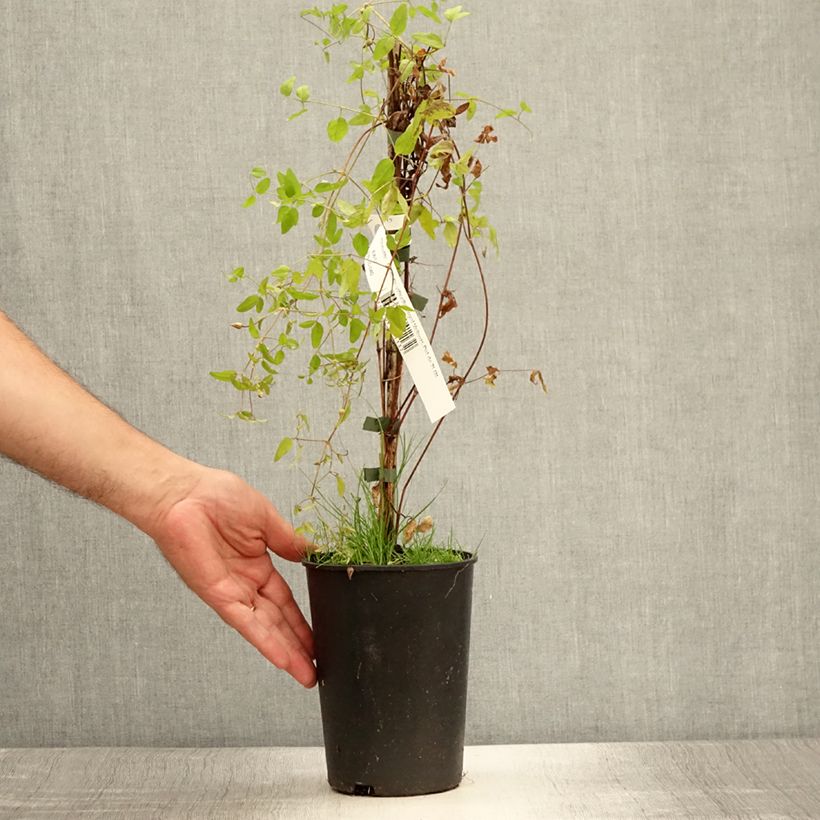 Clematis viticella Royal Velours 2L/3L pot sample as delivered in summer