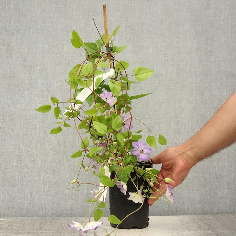 Clematis x viticella Sea Breeze 2L/3L pot sample as delivered in summer