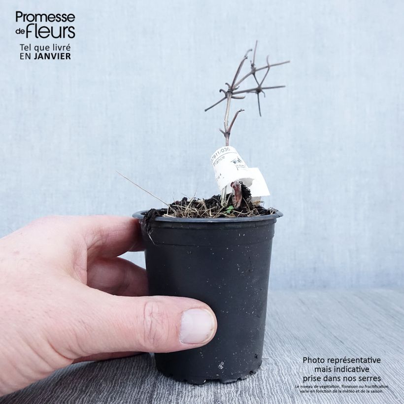 Clematis patens Vyvyan Pennell 8/9 cm pot sample as delivered in winter