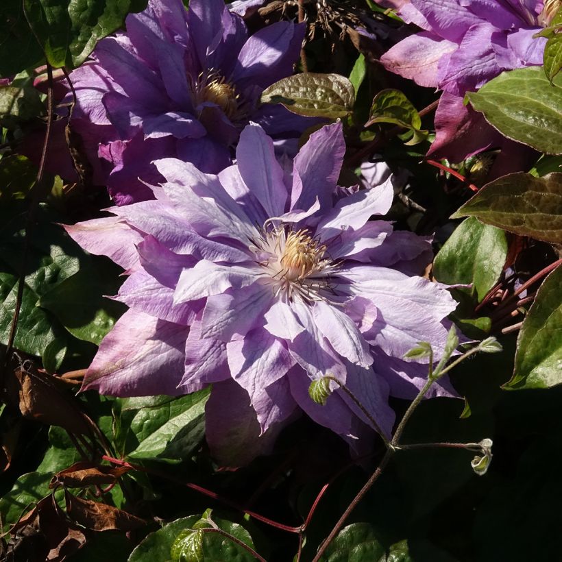 Clematis patens Vyvyan Pennell (Flowering)