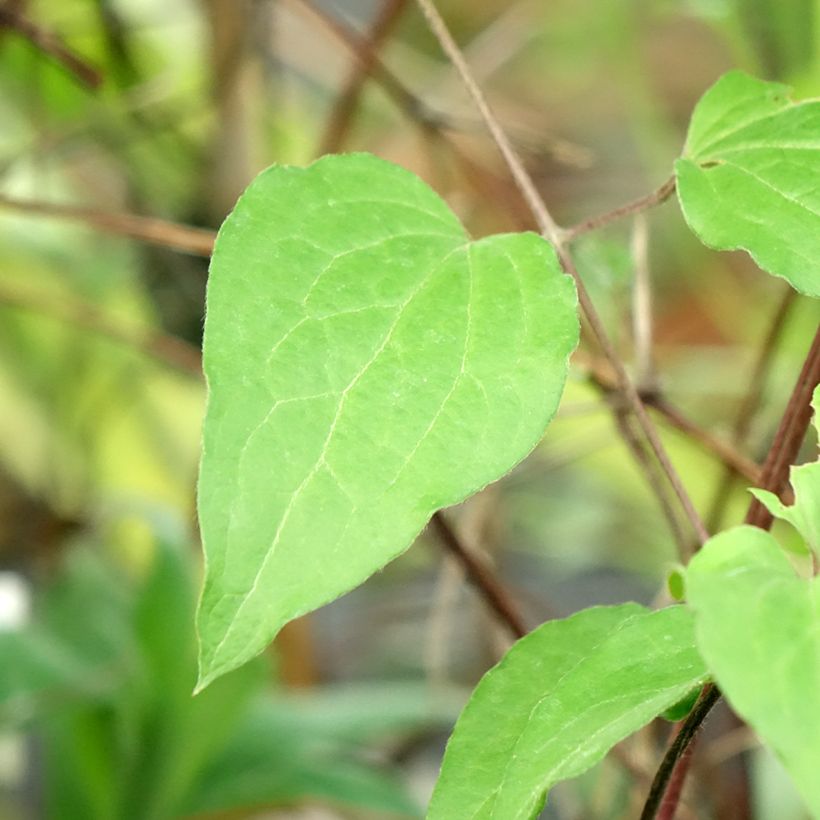 Clematis x jackmanii Warszawska Nike (Foliage)
