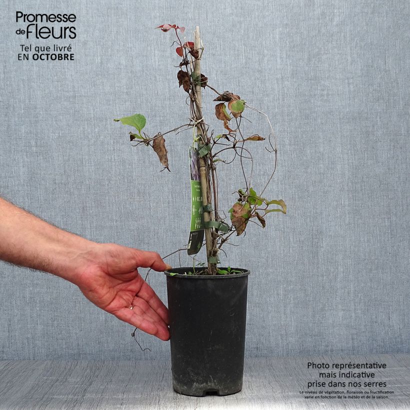 Clematis patens Yvette Houry 1.5L/2L pot sample as delivered in autumn