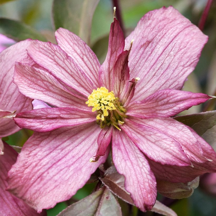 Clematis montana Sunrise - Anemone Clematis (Flowering)
