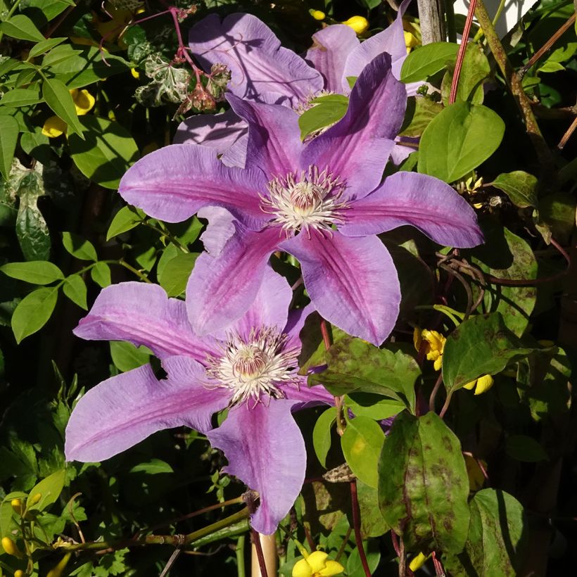Clematis Etoile de Malicorne (Flowering)