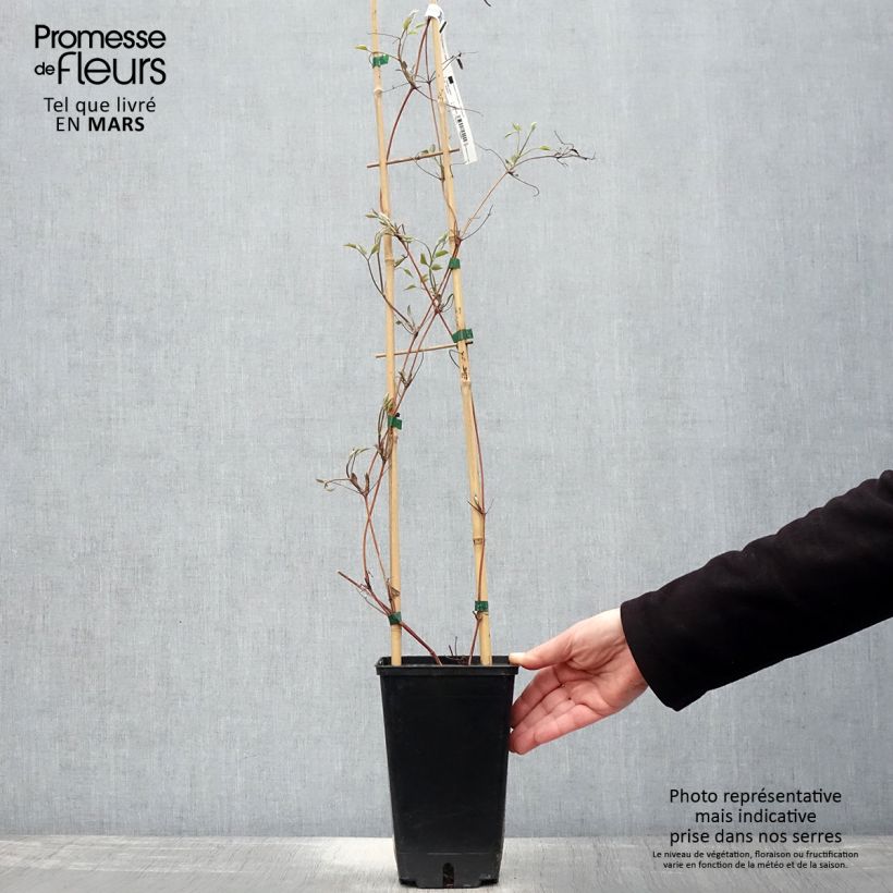 Clematis Hayate 2L/3L pot sample as delivered in spring