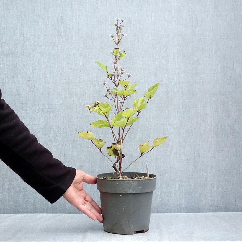 Clematis heracleifolia China Purple 2L/3L pot sample as delivered in autumn