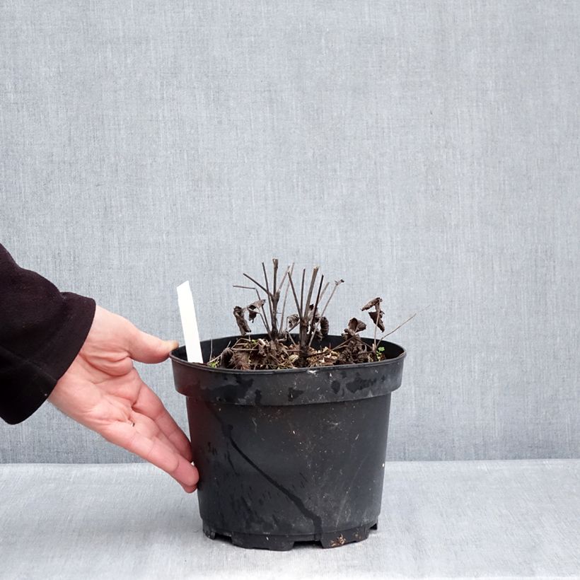 Clematis heracleifolia China Purple 2L/3L pot sample as delivered in winter