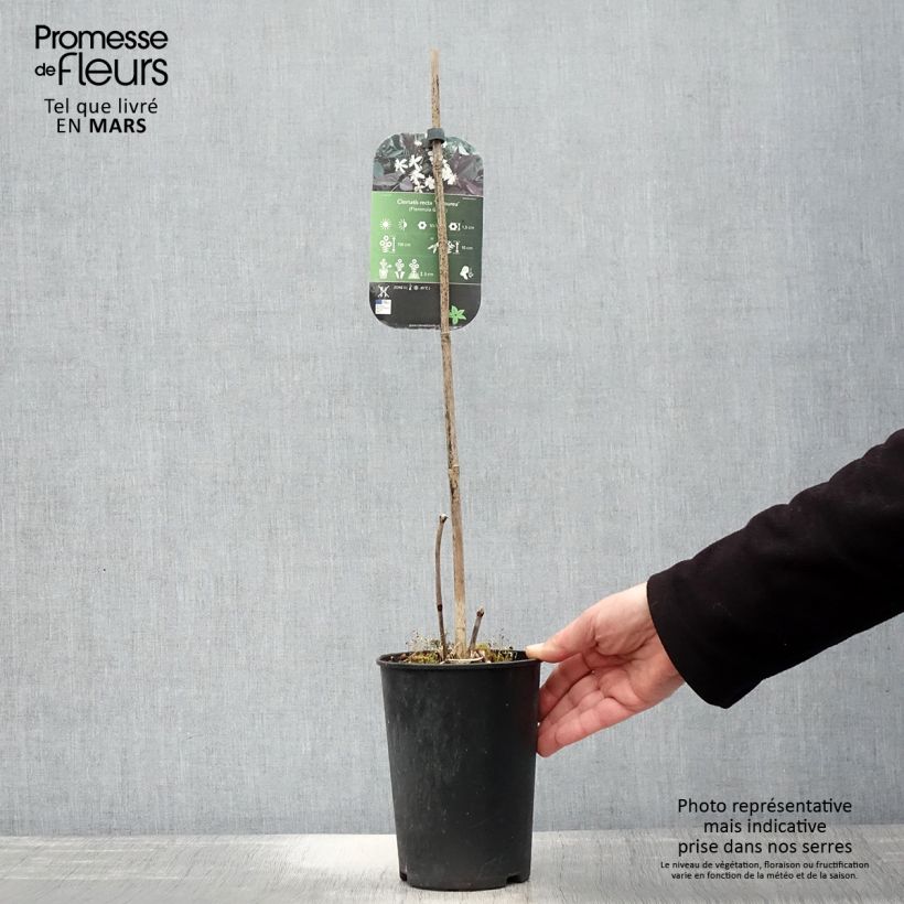 Clematis recta Purpurea 2L/3L pot sample as delivered in spring