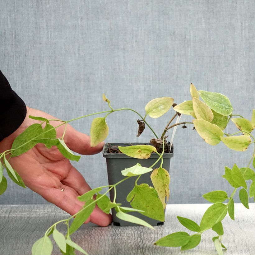 Clematis recta Purpurea 8/9 cm pot sample as delivered in autumn