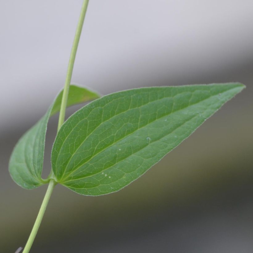 Clematis integrifolia Alba (Foliage)