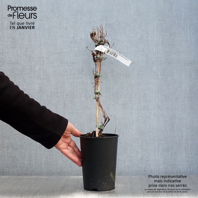 Clematis integrifolia Blue River  2L/3L pot sample as delivered in winter