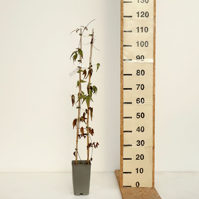 Clematis florida Lavallée n°1 2L/3L pot sample as delivered in autumn