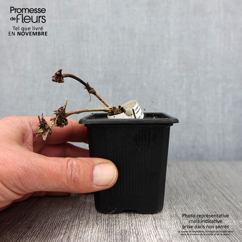Clematis macropetala  8/9 cm pot sample as delivered in autumn