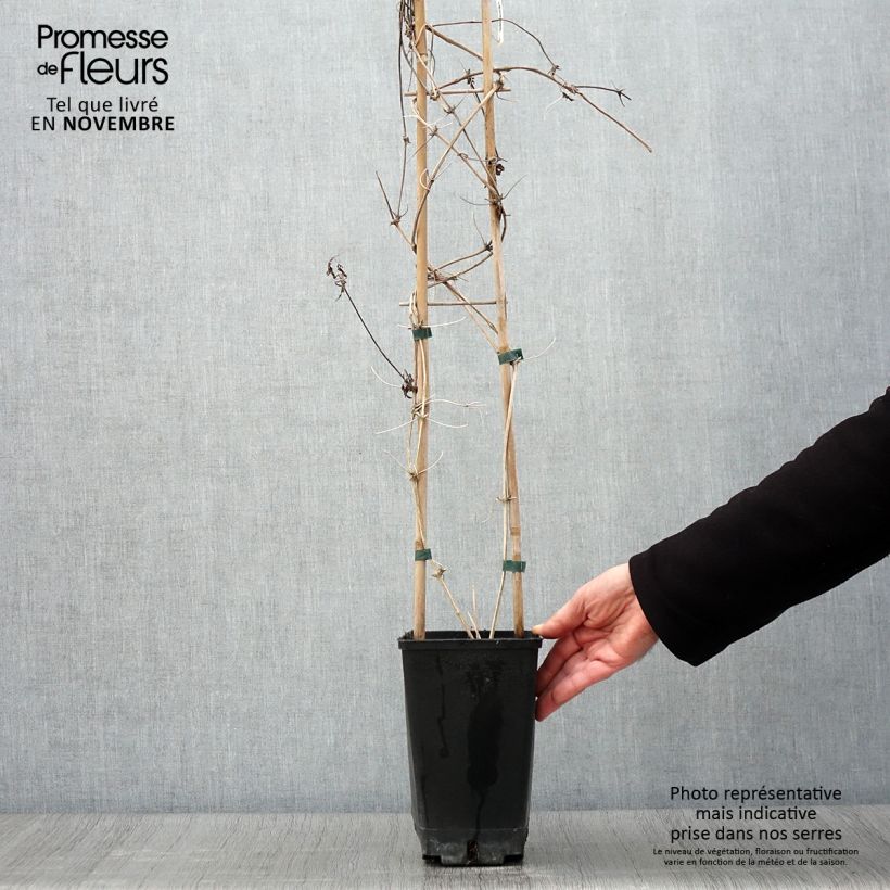 Clematis macropetala  3L/4L pot sample as delivered in autumn