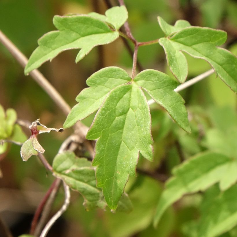 Clematis macropetala (Foliage)