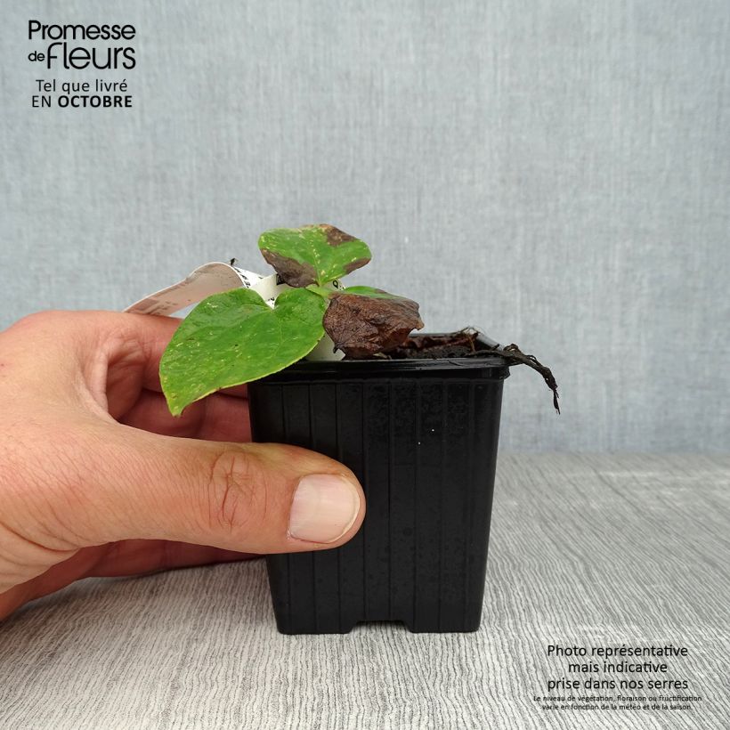 Clematis patens Madame Lecoultre 8/9 cm pot sample as delivered in autumn