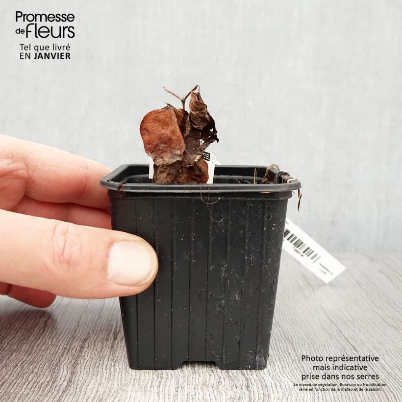 Clematis patens Madame Lecoultre 8/9 cm pot sample as delivered in winter