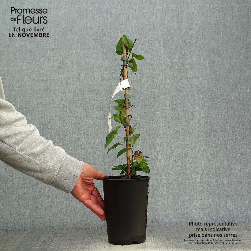 Clematis patens Madame Lecoultre 1.5L/2L pot sample as delivered in autumn