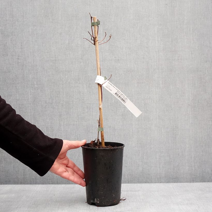 Clematis patens Madame Lecoultre 1.5L/2L pot sample as delivered in winter