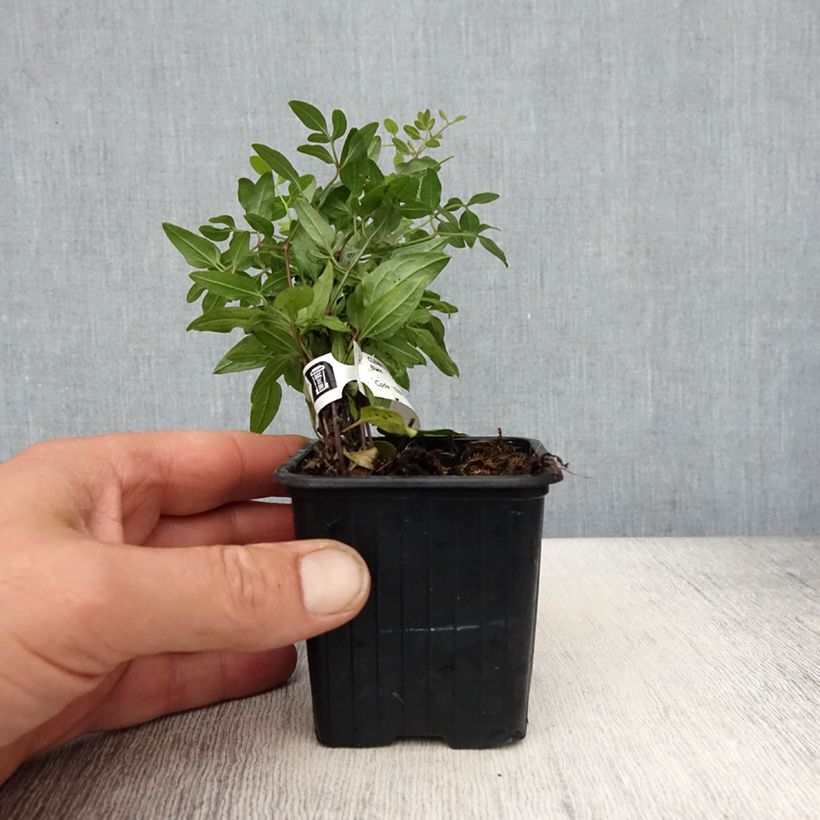 Clematis flammula - Virgin's bower 8/9 cm pot sample as delivered in spring