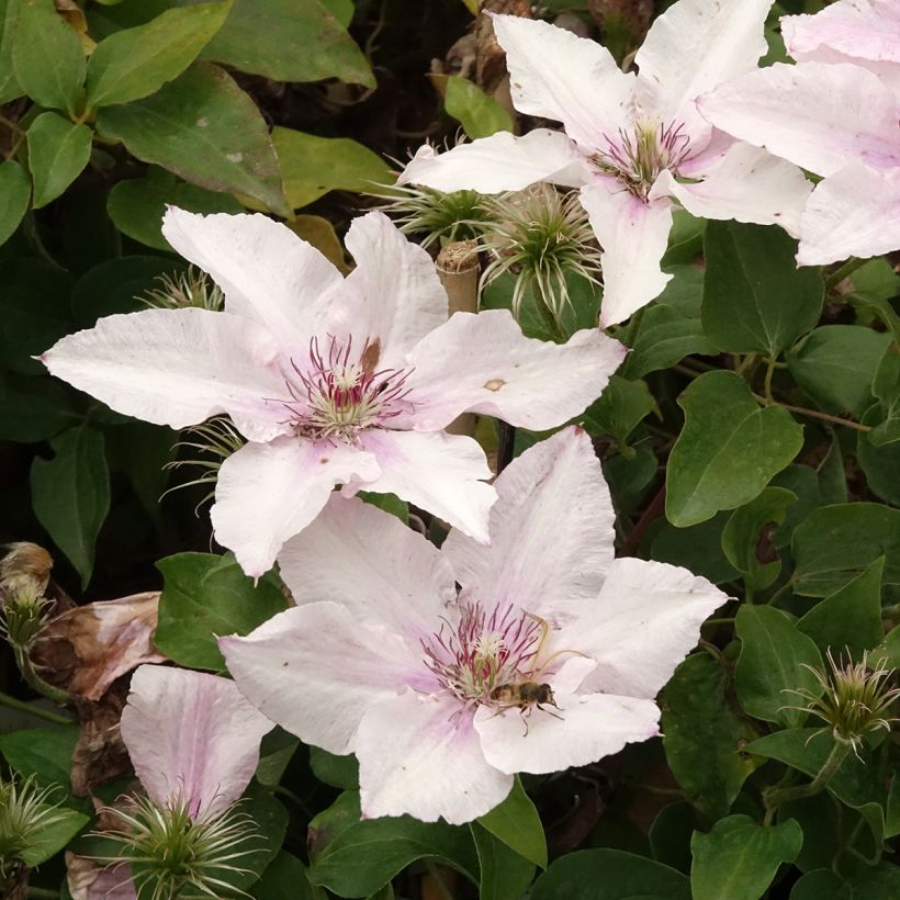 Clematis Pink Fantasy (Flowering)
