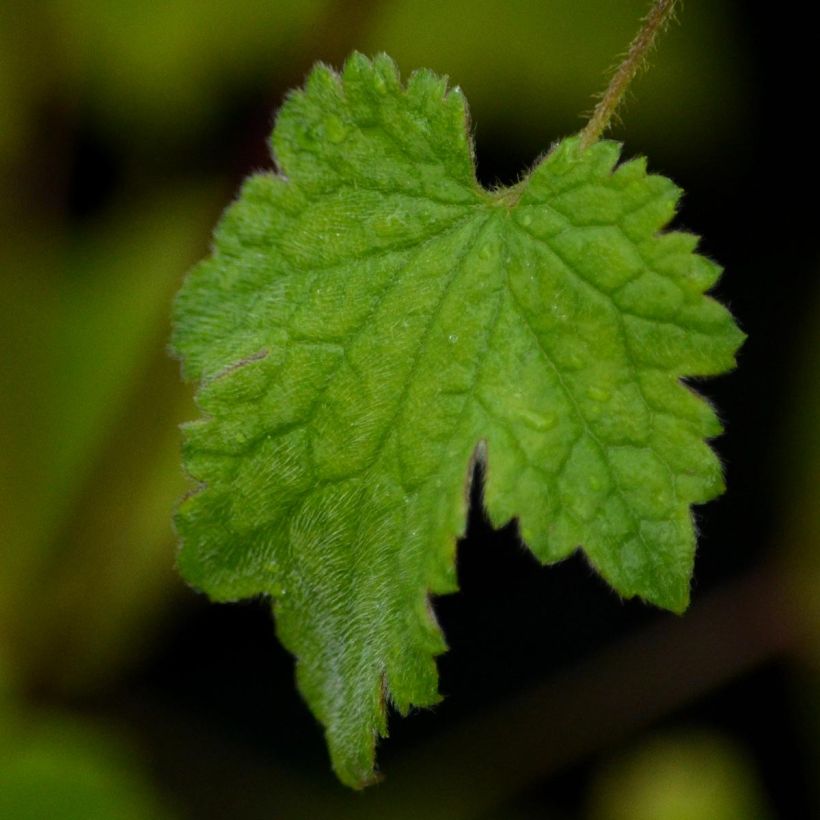 Clematis rehderiana (Foliage)