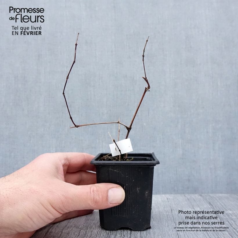 Clematis integrifolia 'Saphyra Violetta' - Clematis 8/9 cm pot sample as delivered in winter