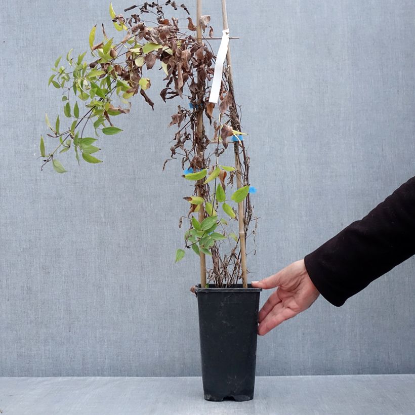 Clematis integrifolia 'Saphyra Violetta' - Clematis 2L/3L pot sample as delivered in autumn