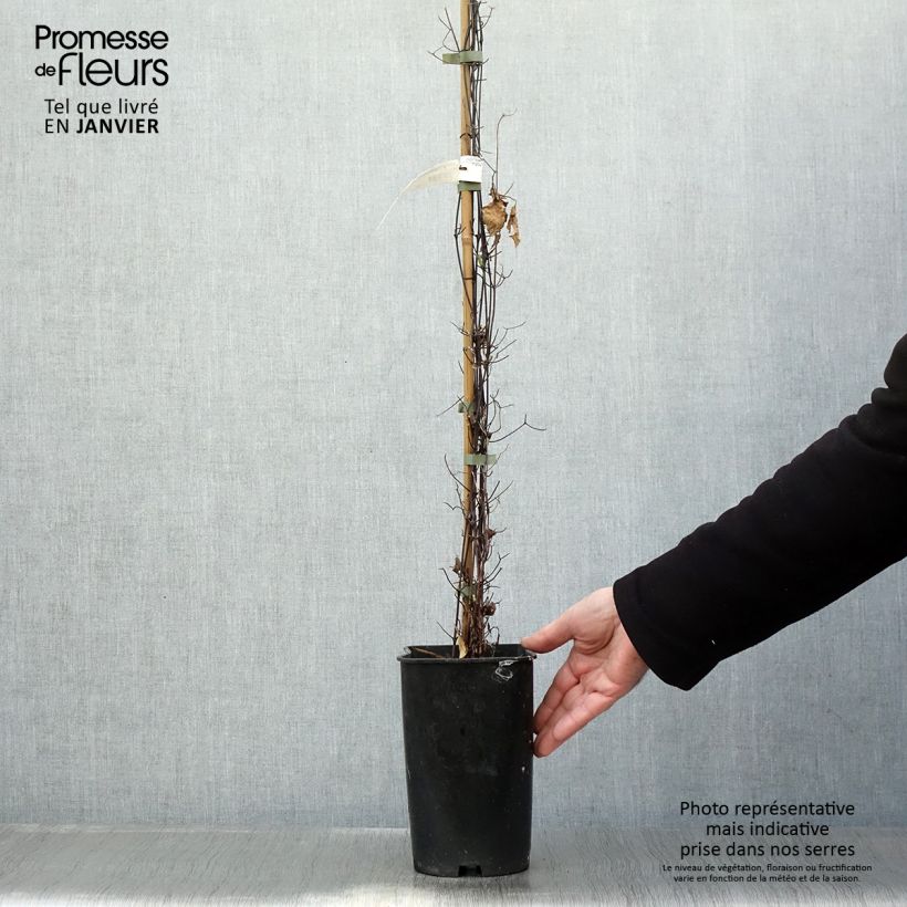 Clematis Sparkler 2L/3L pot sample as delivered in winter