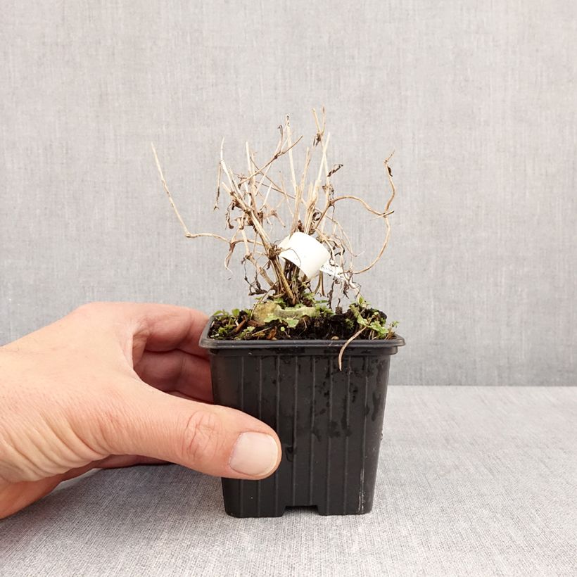 Clematis tangutica - Golden clematis 8/9 cm pot sample as delivered in spring