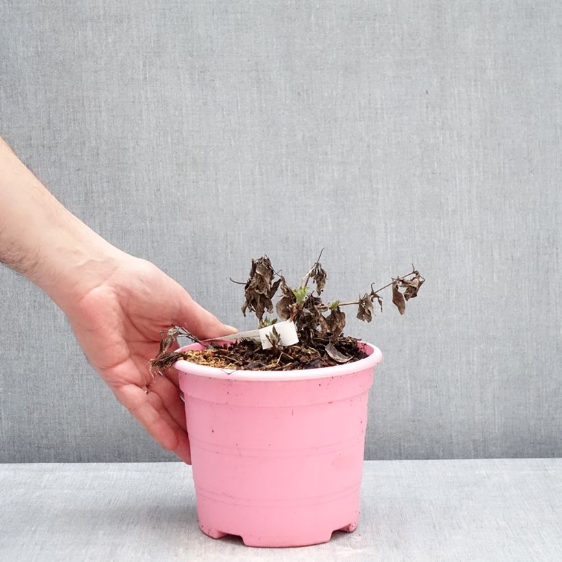 Clematis Tranquilité  2L/3L pot sample as delivered in winter