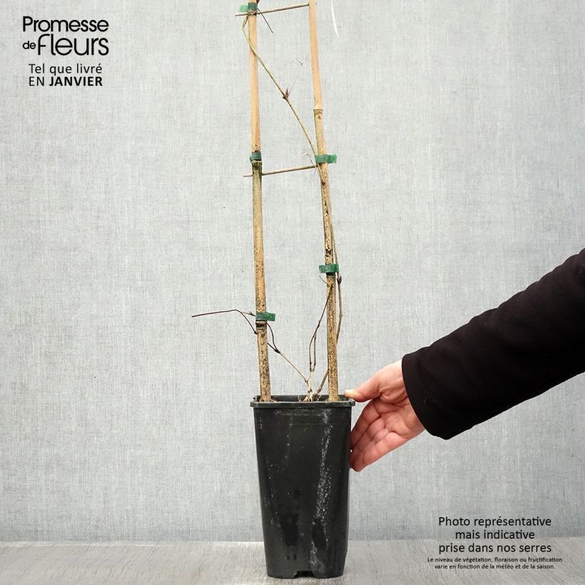 Clematis viticella John Howells - Italian Leather Flower 2L/3L pot sample as delivered in winter