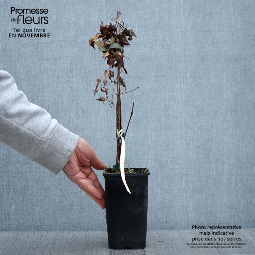 Clematis viticella Polish Spirit 1.5L/2L pot sample as delivered in autumn