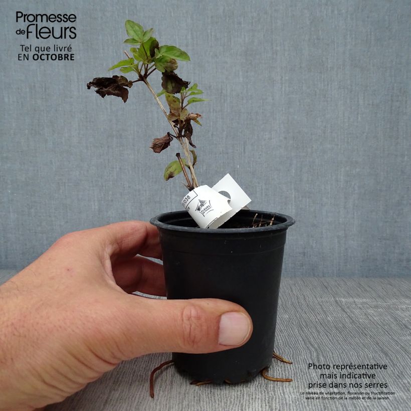 Clematis viticella 'Purpurea Plena Elegans' 8/9 cm pot sample as delivered in autumn