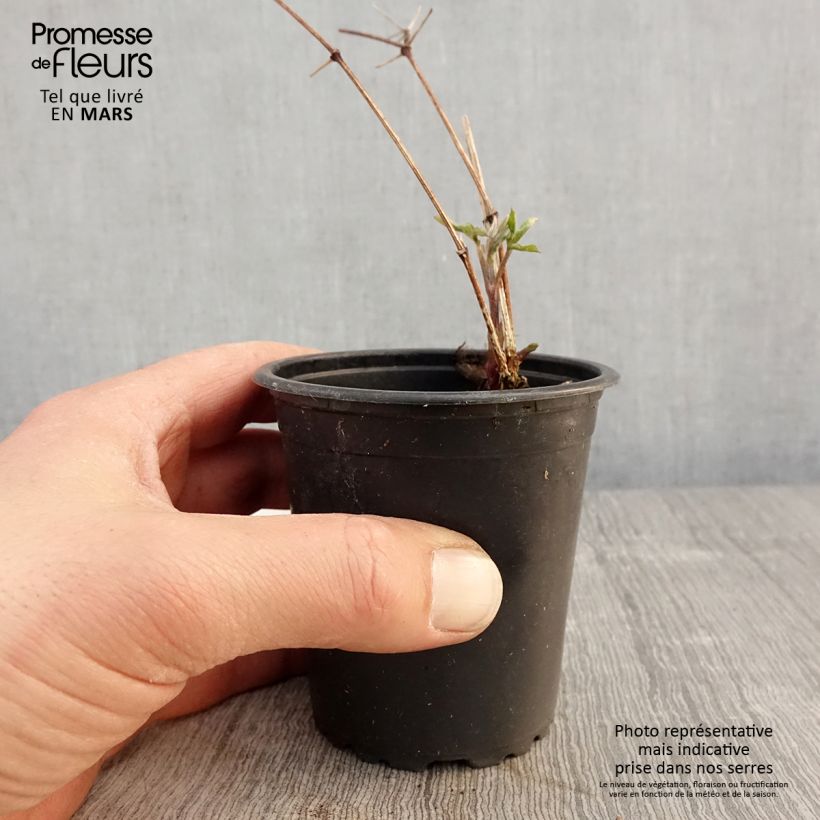 Clematis viticella 'Purpurea Plena Elegans' 8/9 cm pot sample as delivered in spring