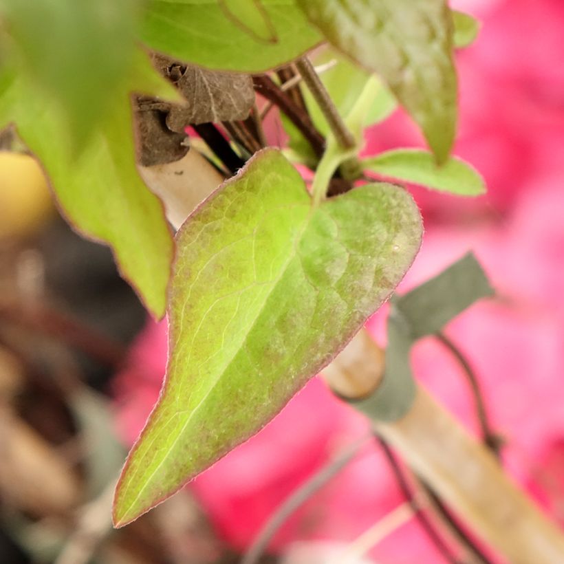 Clematis patens Viva la Vida (Foliage)
