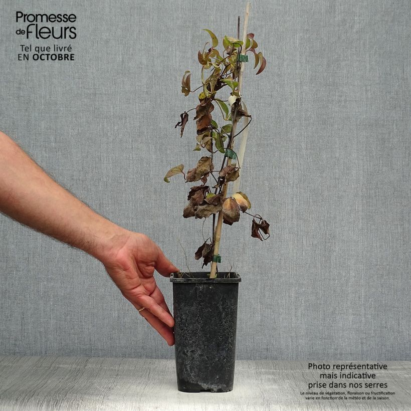 Clematis Vostok 1.5L/2L pot sample as delivered in autumn