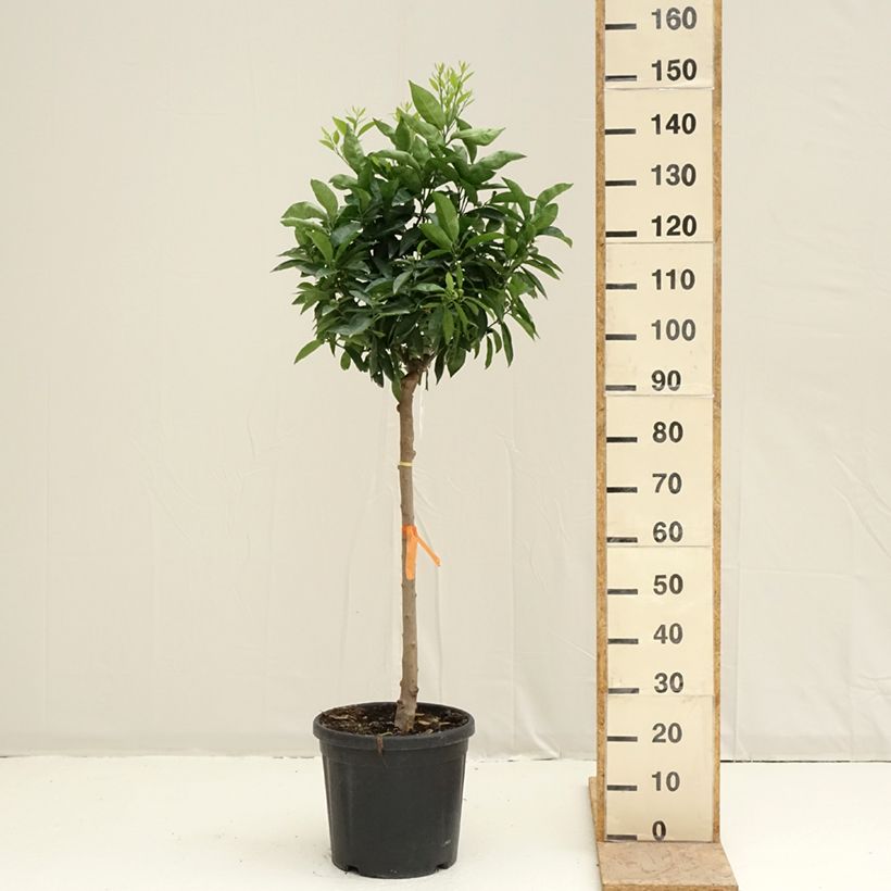 Clementine Tree - Citrus clementina 18L/20L pot, Half standard sample as delivered in spring