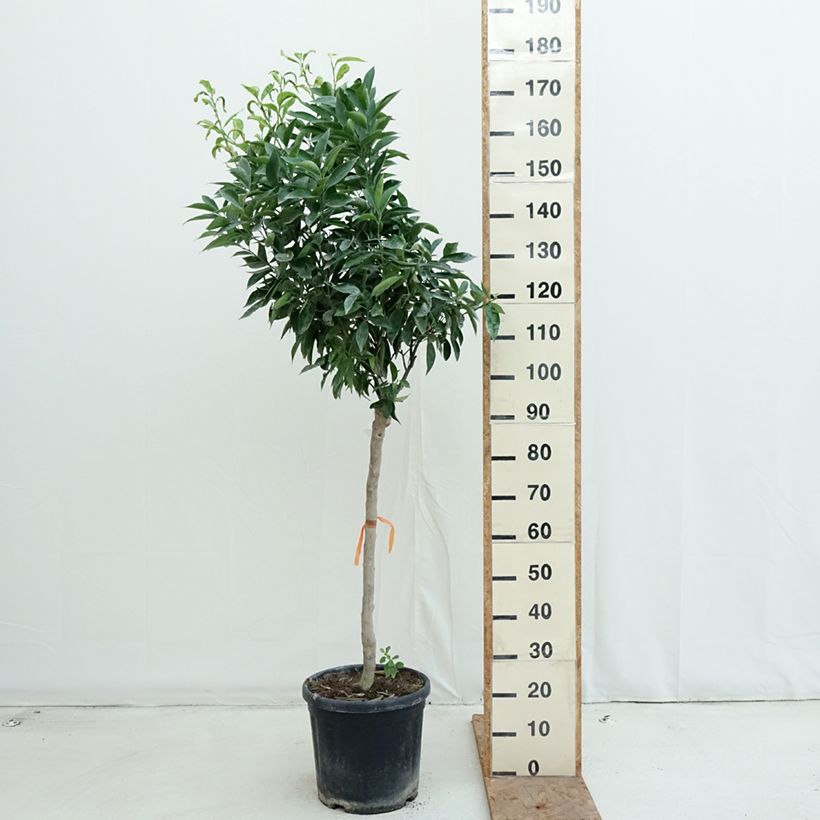Clementine Tree - Citrus clementina 18L/20L pot, Half standard sample as delivered in autumn