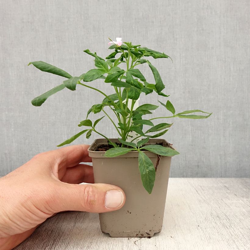 Cleome Señorita Carolina 8/9 cm pot sample as delivered in spring
