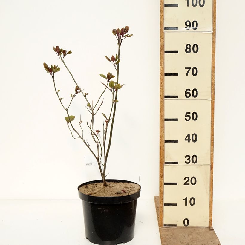 Clerodendrum bungei 7.5L/10L pot sample as delivered in spring