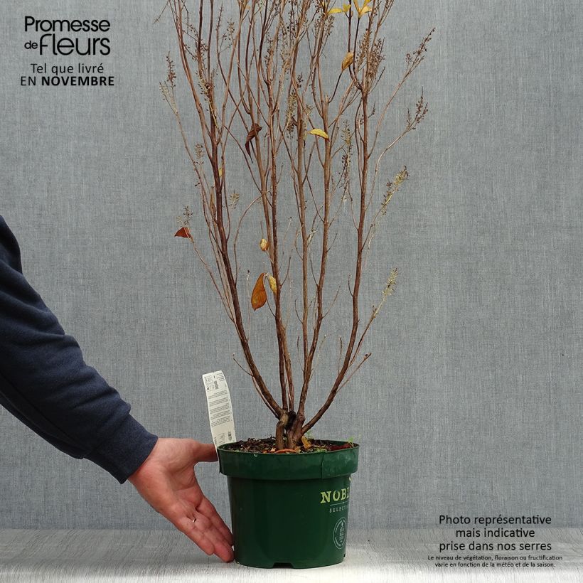 Clethra alnifolia Anne Bidwell 2L/3L pot sample as delivered in autumn