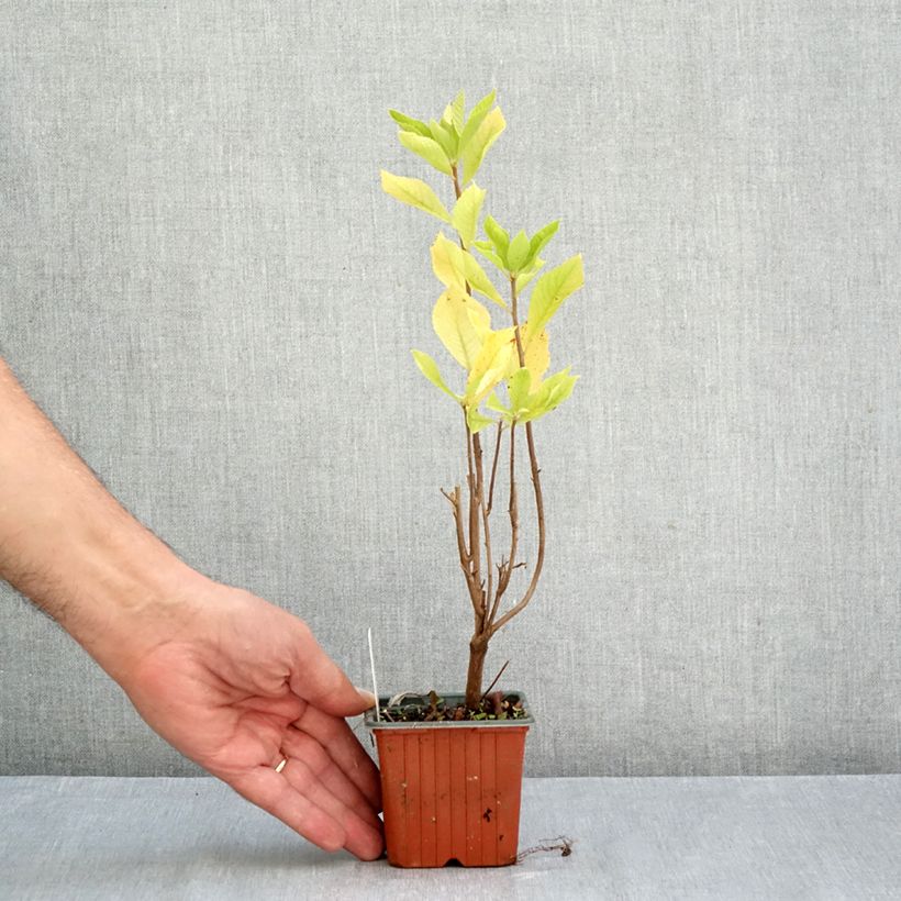 Clethra alnifolia 8/9 cm pot sample as delivered in autumn