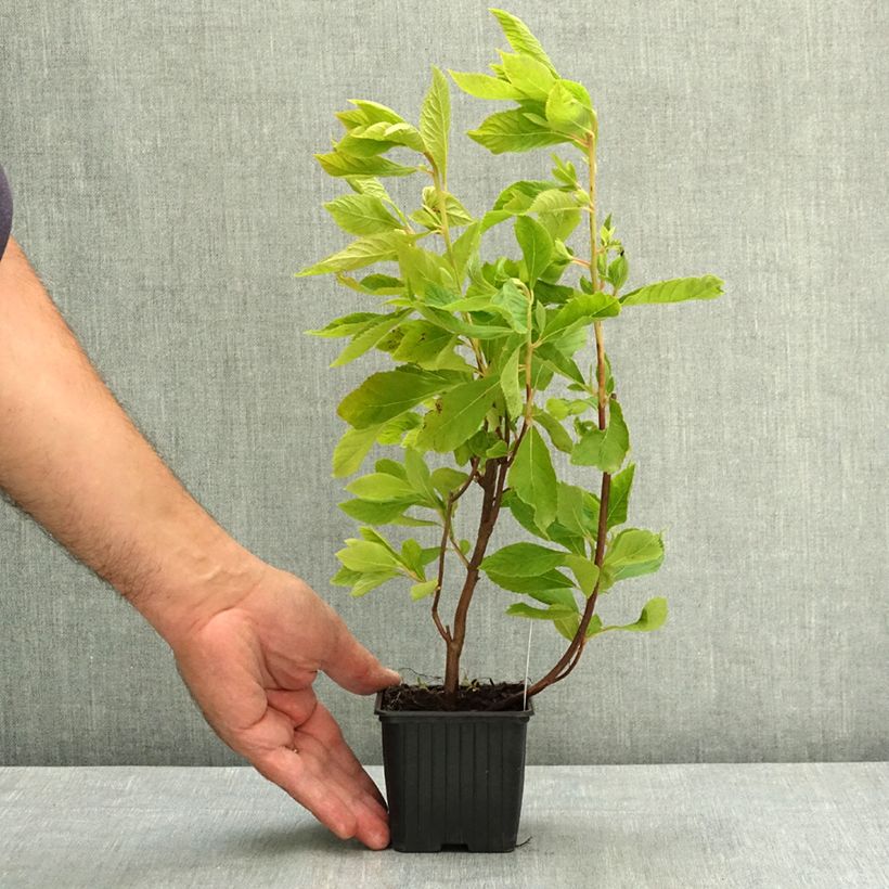 Clethra alnifolia 8/9 cm pot sample as delivered in summer