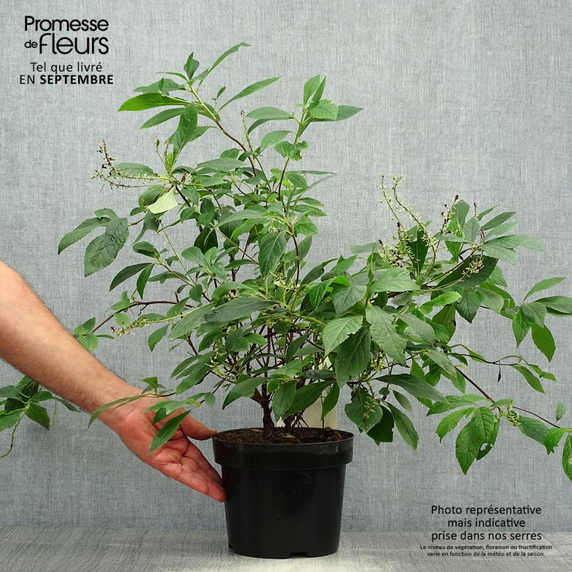 Clethra alnifolia Hummingbird 3L/4L pot sample as delivered in autumn